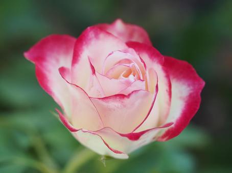 バラ園で綺麗な薔薇を撮りました バラ園で綺麗な薔薇を撮りました 花,薔薇,自然の写真素材