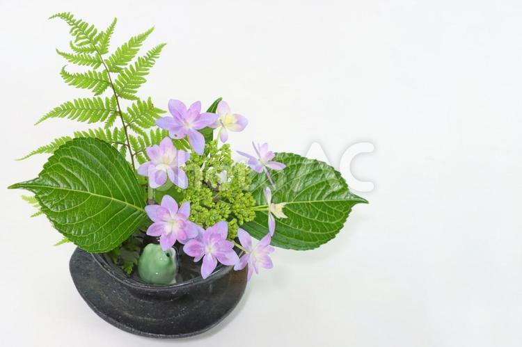 紫陽花とシダの葉と蛙の置物　6月の背景 梅雨,カエル,あじさいの写真素材