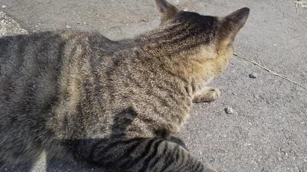 猫-7 猫-7の写真