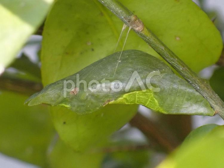 アゲハ蝶のさなぎ アゲハ蝶,さなぎ,素材の写真素材
