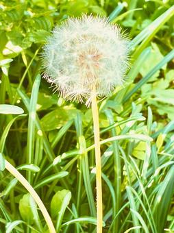 タンポポの綿毛 タンポポ,綿毛,花の写真素材