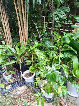 傷んだ捨てられてしまう観葉植物 訳あり 傷んだ捨てられてしまう観葉植物 訳あり 大型観葉植物,観葉植物,訳ありの写真素材