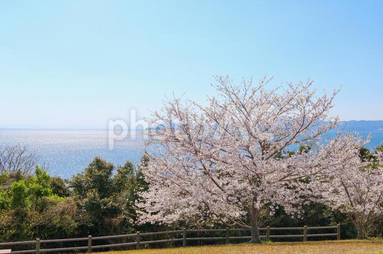 桜と海の風景2 海,水平線,空の写真素材