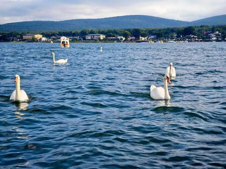湖に浮かぶ複数の白鳥 湖に浮かぶ複数の白鳥の写真