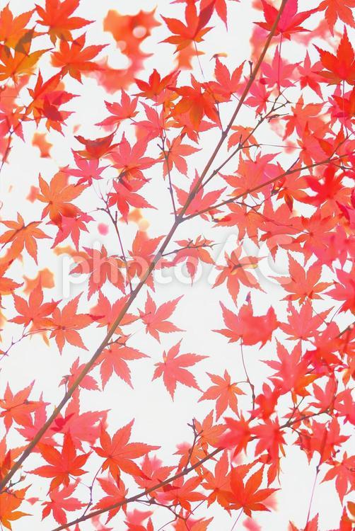 モミジの紅葉　色づいた葉っぱ　イメージ素材 モミジ,紅葉,もみじの写真素材