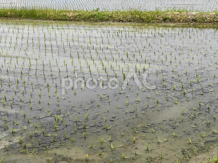 田んぼ（田植えが終わったところ） 田んぼ,水,背景の写真素材