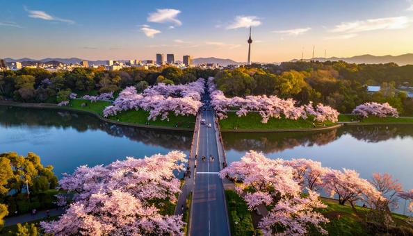 空撮された桜並木 空撮された桜並木の写真