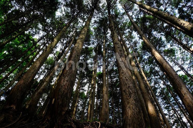 明神ヶ岳登山道の杉林 杉林,杉,大木の写真素材