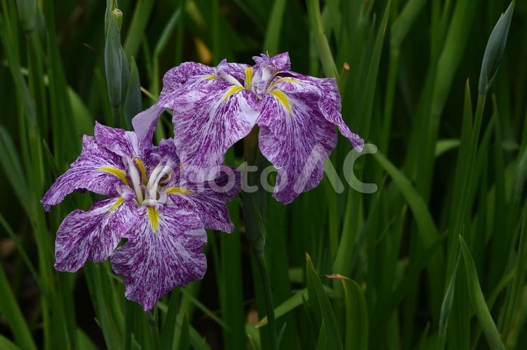 凛として優雅に咲く 花菖蒲,花,アヤメ科の植物の写真素材