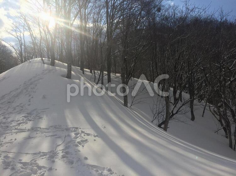 新雪と木々と差し込む光 3月,スキー,スキー場の写真素材