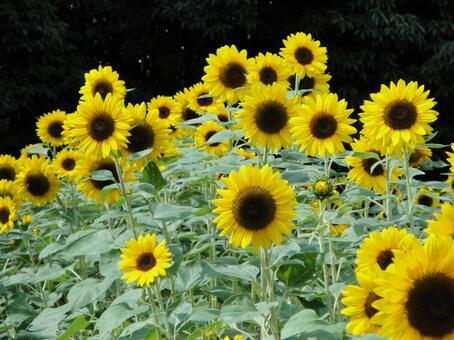 Photo, sunflower, sunflower, flower, JPG