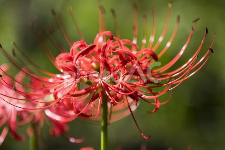 秩父巾着田に咲く曼珠沙華の花 曼珠沙華,彼岸花,ヒガンバナの写真素材