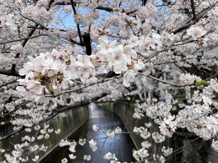 春の風景　目黒川の桜 桜,風景,春の写真素材