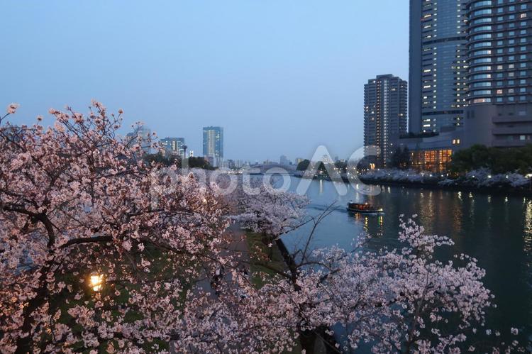 夜桜　桜　染井吉野　運河　 夜桜,桜,染井吉野の写真素材