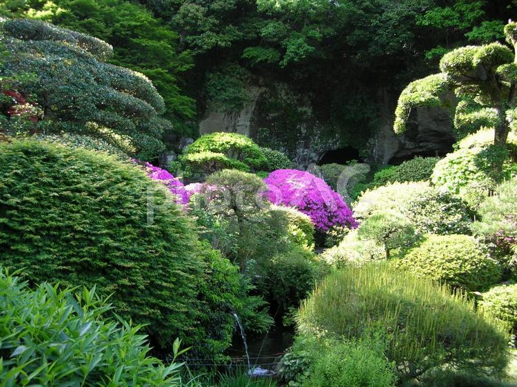 つつじが咲いた緑の庭園 花,自然,庭園の写真素材