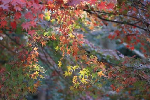 紅葉 紅葉の写真