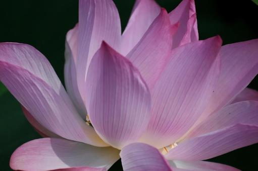 蓮の花 蓮の花の写真
