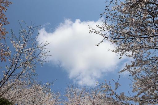 さくら さくら 垣生公園,木,自然の写真素材
