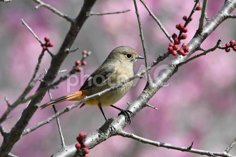 ジョウビタキと梅の花 梅,うめ,ウメの写真素材