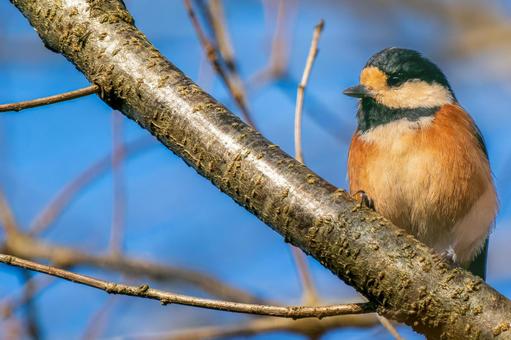 枝にとまるヤマガラ・コピースペース 枝にとまるヤマガラ・コピースペース ヤマガラ,野鳥,鳥の写真素材