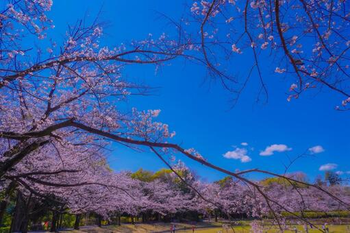 都筑区山崎公園の桜並木 桜,ソメイヨシノ,花びらの写真素材
