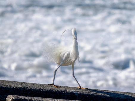 水辺のコサギ 水辺のコサギの写真