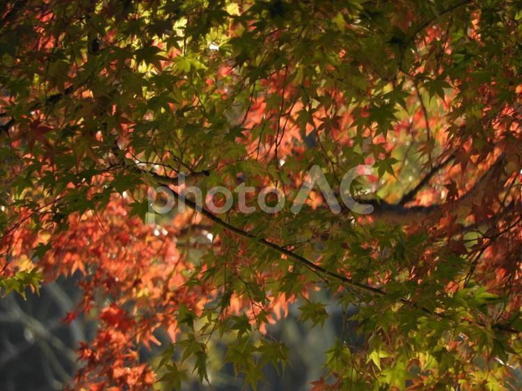秋の風景 葉っぱ,紅葉,自然の写真素材