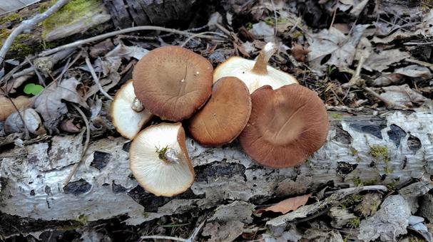天然椎茸 椎茸,きのこ,キノコ狩りの写真素材