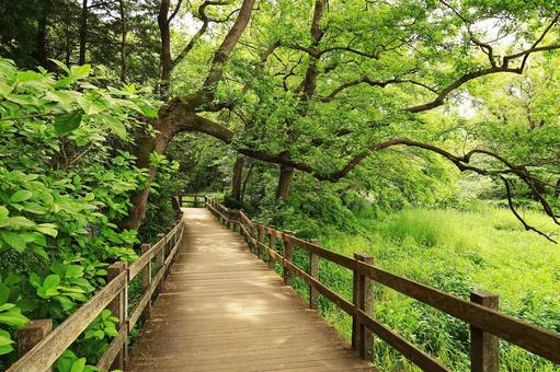 柿田川公園の風景 柿田川公園の風景 柿田川公園,静岡県,清水町の写真素材