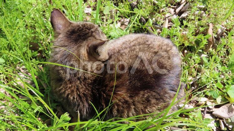 草むらで寛ぐモフモフな日向ぼっこ猫 猫,キジトラ,日向ぼっこの写真素材