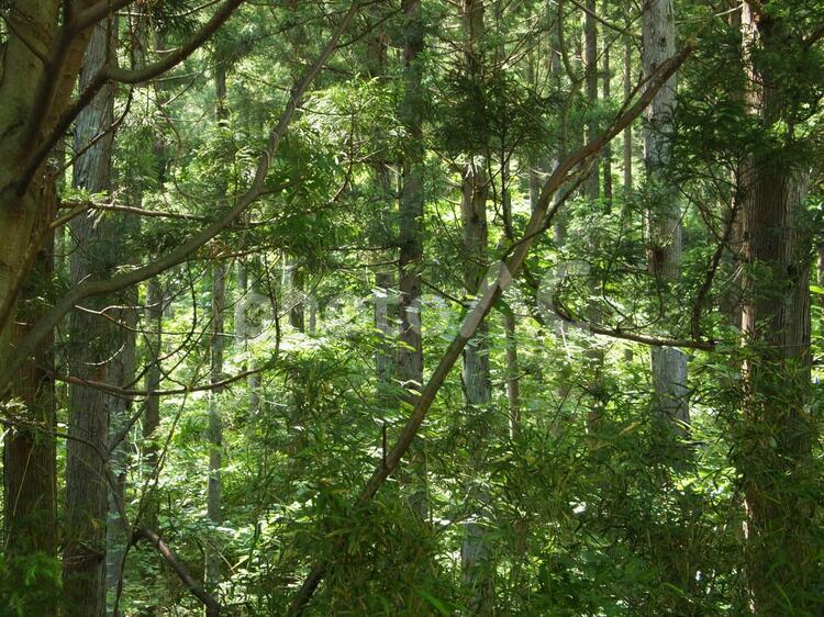 森林 森林 山,木,緑の写真素材