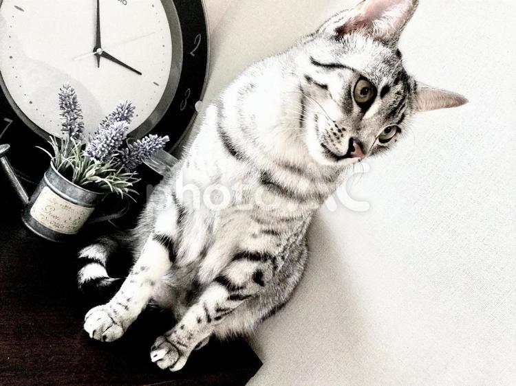 エジプシャンマウ エジプシャンマウ,猫,ねこの写真素材