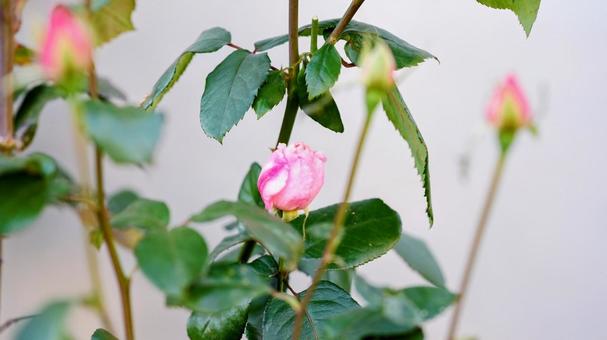 急げ！ バラのつぼみたち  ばら,秋薔薇,短い秋の写真素材