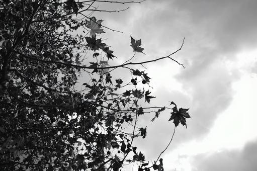 空と木 モノクロ 空と木 モノクロの写真