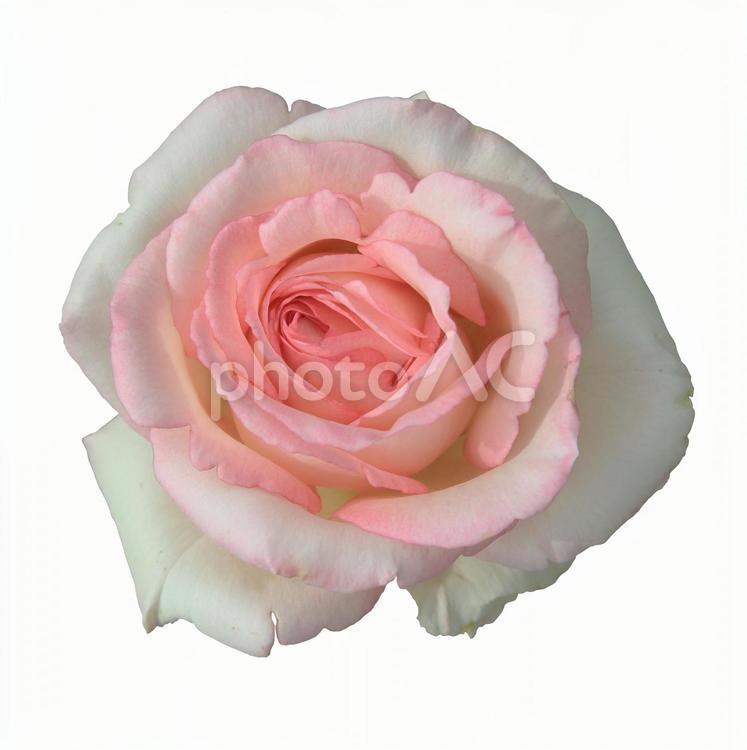切り抜き写真素材　エレガントなバラの花 19-20 【PSDは背景透過】 バラ,薔薇,バラの花の写真素材
