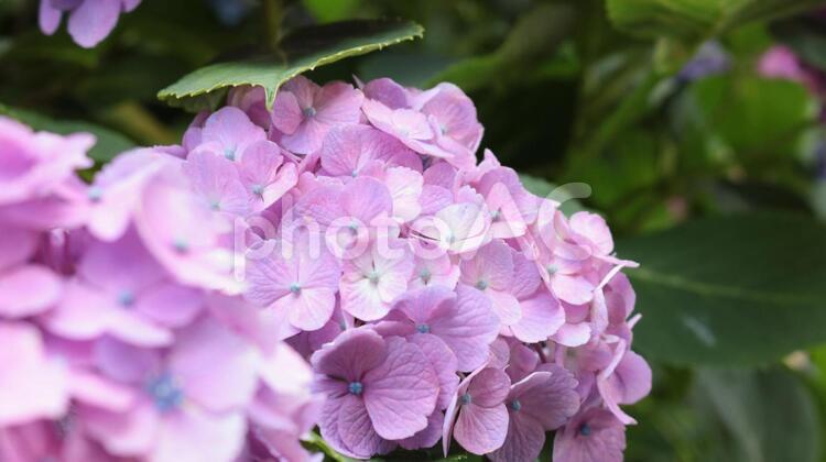 六月のアジサイ ガクアジサイのアップ 花,紫,自然の写真素材