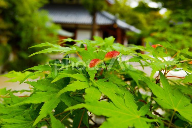 もみじの種とお寺 紅葉,もみじ,初夏の写真素材