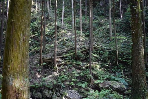 山 山の写真