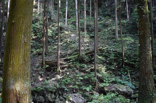 Mountain, bergwald, holz, berg, JPG