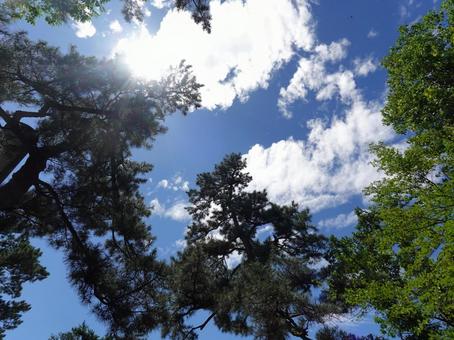 夏空と木々を見上げて 夏空と木々を見上げて 青空,木漏れ日,自然の写真素材