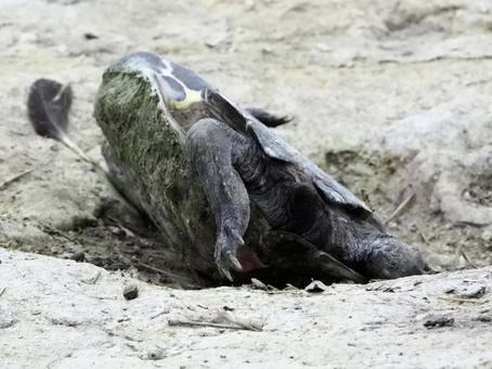 窪みにはまりもがくカメの写真