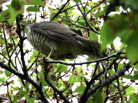 Photo, bird, wild bird, tsumi, 