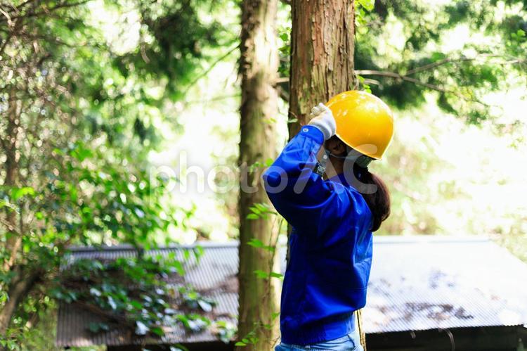 木に触れる作業服の女性 ビジネス,ビジネスイメージ,仕事の写真素材