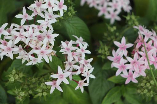 ペンタス ペンタス ペンタス,秋,秋の花の写真素材