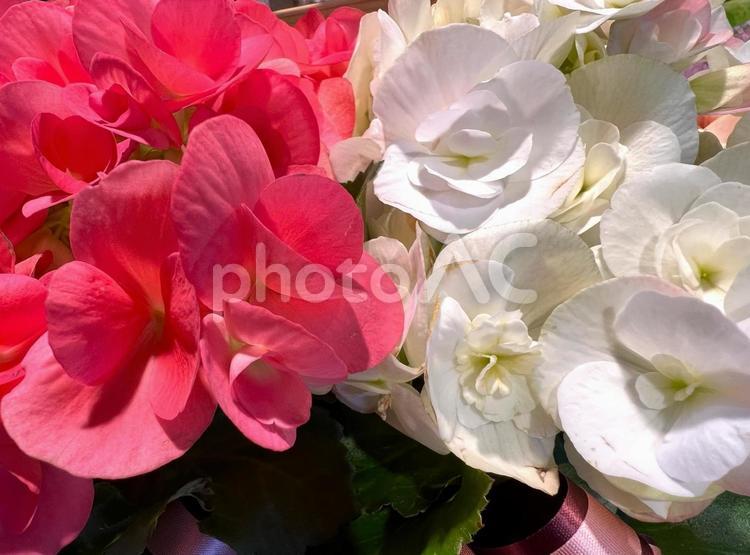 ピンクと白のベゴニア ベゴニア,花,フラワーの写真素材