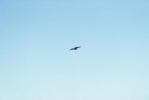 大空を優雅に舞うトビ 大空を優雅に舞うトビの写真