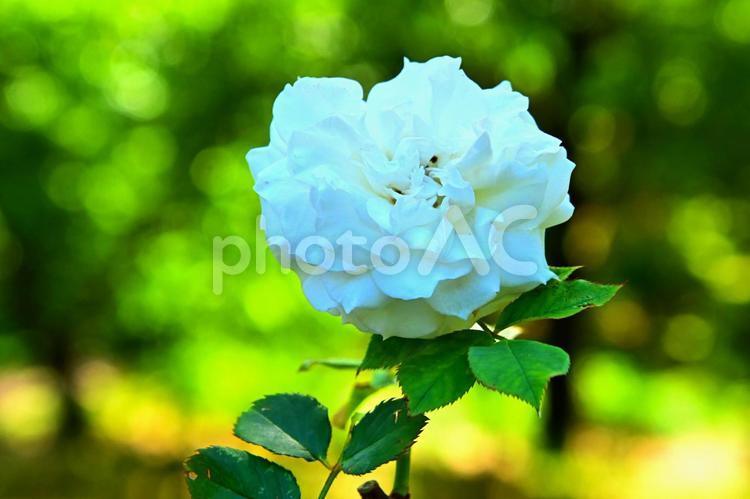 きれいな薔薇の花　豊田市西山公園 バラ,薔薇,花の写真素材