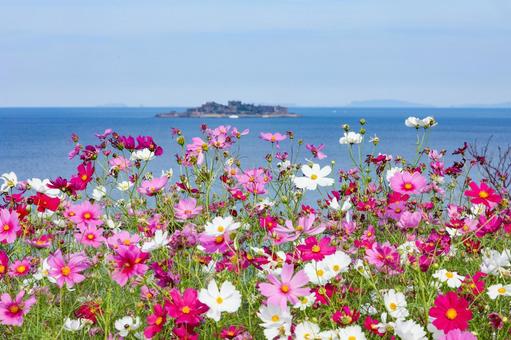 軍艦島（端島）展望所のコスモス コスモス,秋桜,コスモス園の写真素材