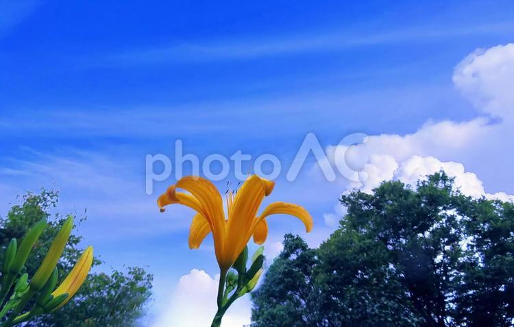 ノカンゾウの花と青空 ユリ,花,ユリ科の写真素材