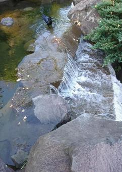 滝の上のカラスの写真